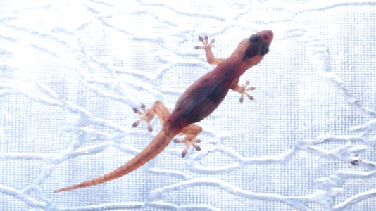 Hemidactylus frenatus (Common House Gecko) 2