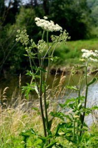 Heracleum sphondylium flowering