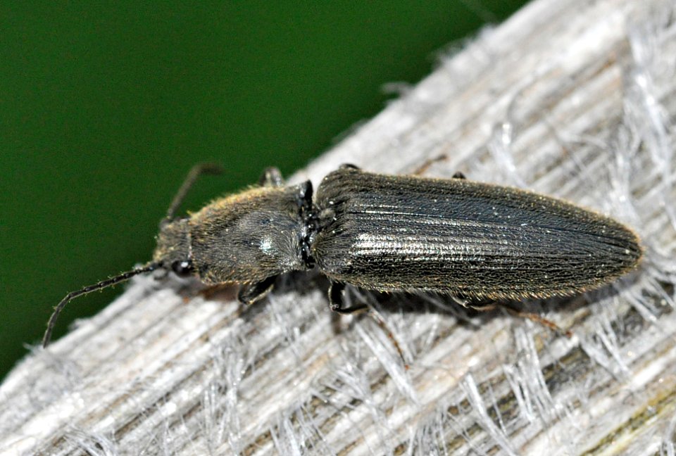 Hemicrepidius-niger-05-fws