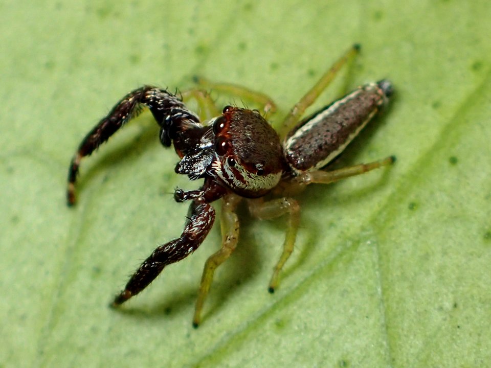 Hentzia vittata male 01
