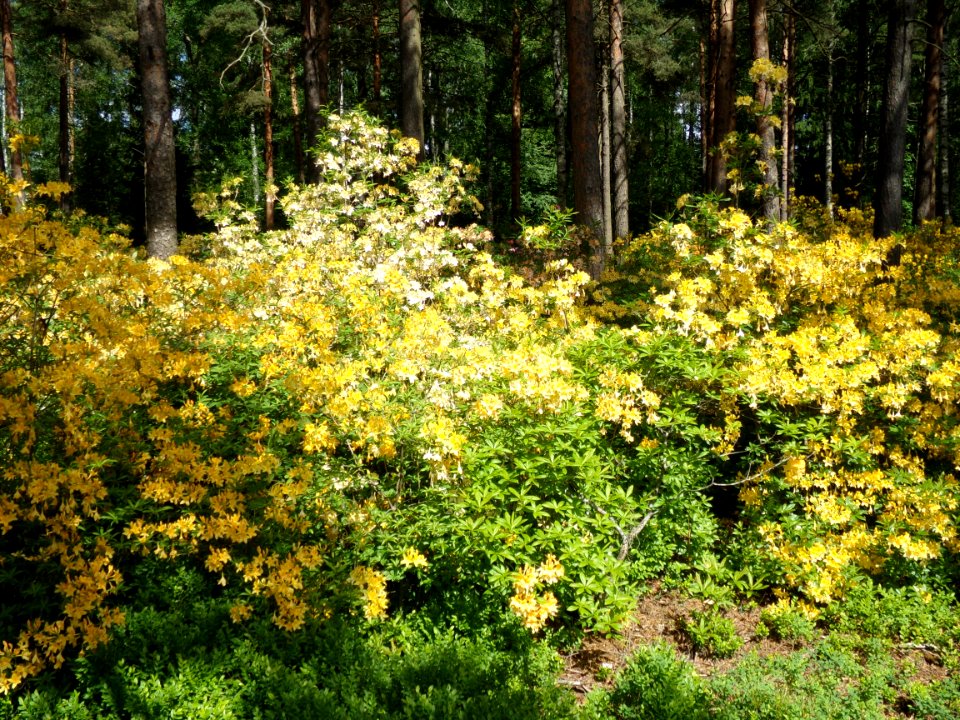 Helsinki Rhododendron park 4