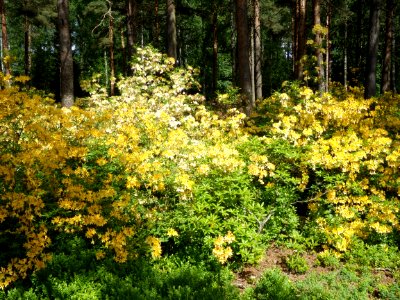 Helsinki Rhododendron park 4