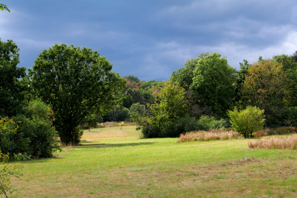 Helbigshainer Wiesen Taunus 2020-08-18 05