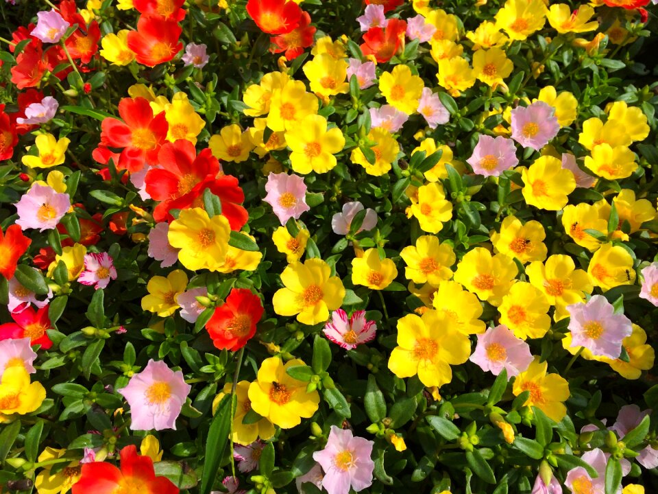 Orange pink yellow