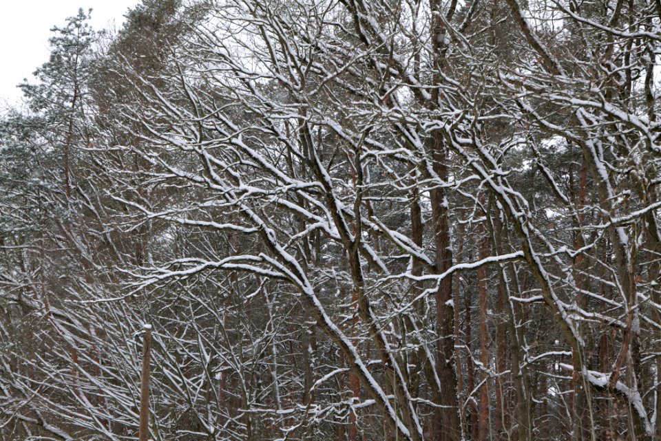 Hennigsdorfer Neuendorfer Heide with snow 2021-02-09 05