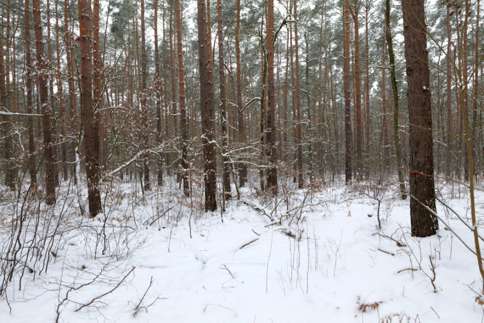 Hennigsdorfer Neuendorfer Heide with snow 2021-02-09 13
