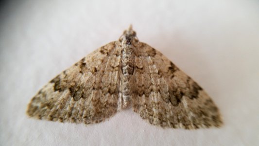 Helastia cinerearia by Siobhan Leachman