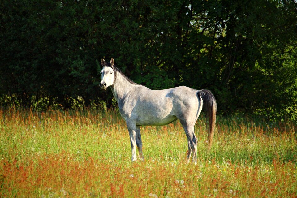 Nature pasture animal