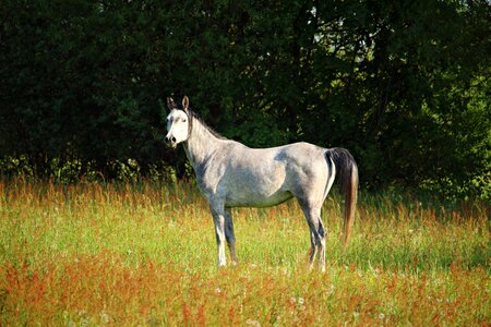 Nature pasture animal photo