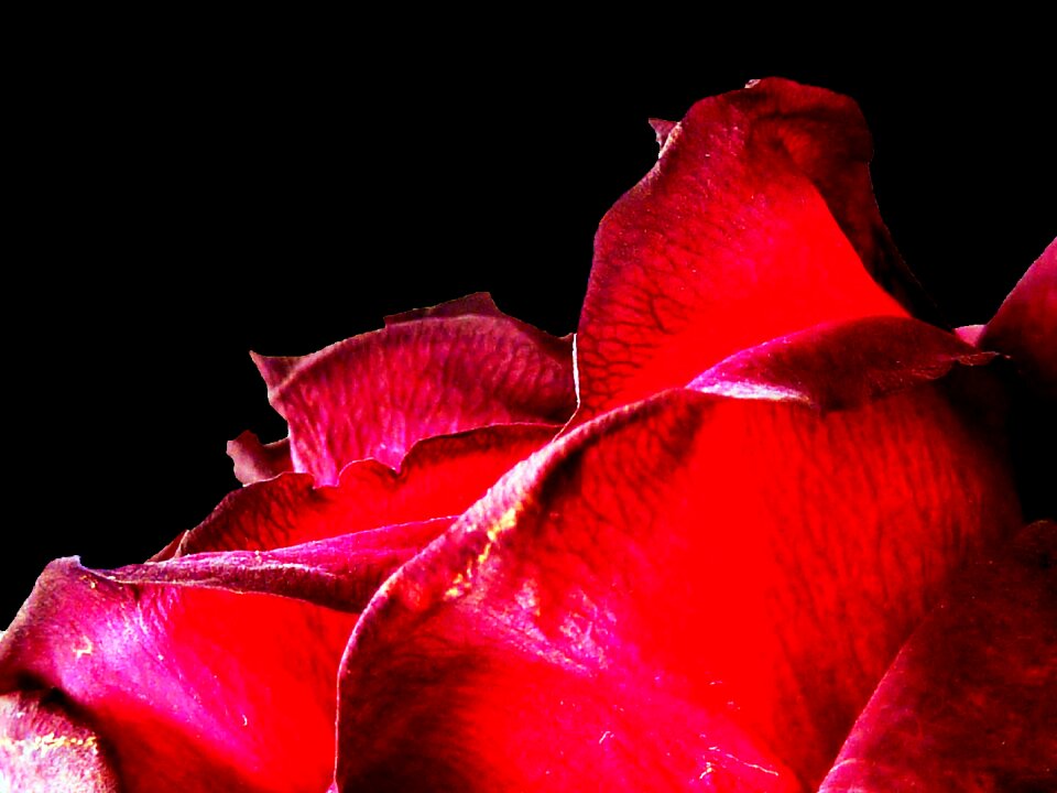 Blossom bloom rose blooms