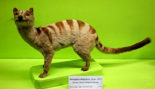 Hemigalus derbyanus - Museo Civico di Storia Naturale Giacomo Doria - Genoa, Italy - DSC02708