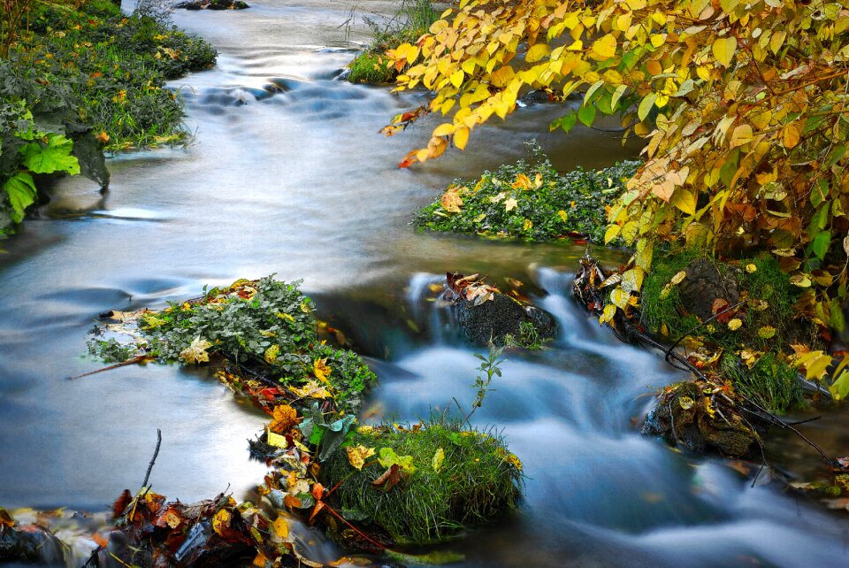 Forest autumn river
