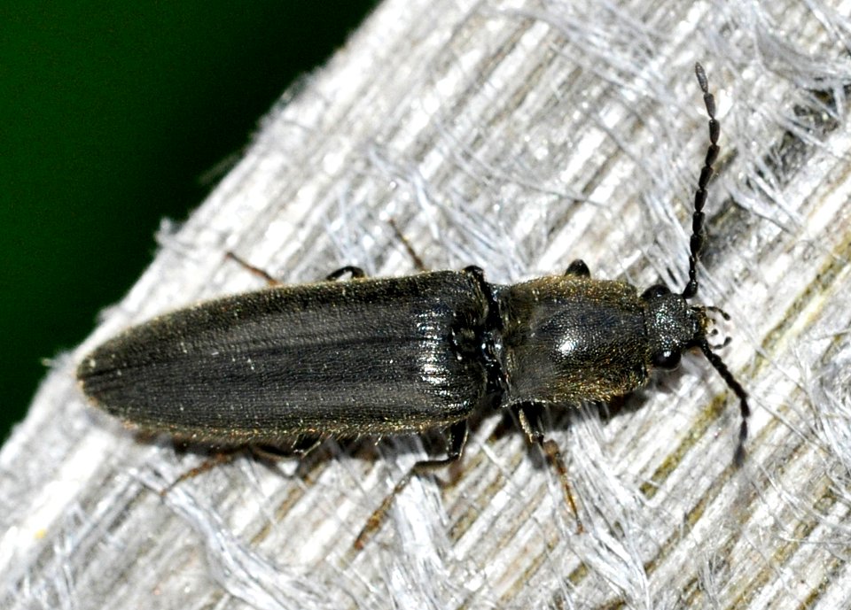 Hemicrepidius-niger-02-fws