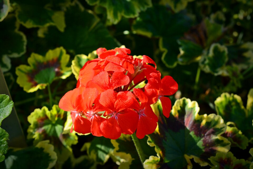 Pollock blossom bloom