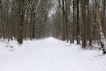 Hennigsdorfer Neuendorfer Heide with snow 2021-02-09 21