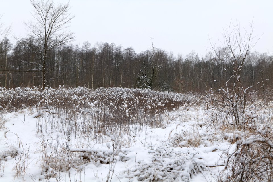 Hennigsdorfer Neuendorfer Heide with snow 2021-02-09 48