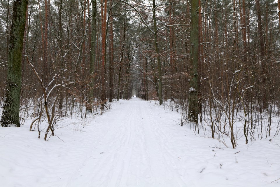 Hennigsdorfer Neuendorfer Heide with snow 2021-02-09 12