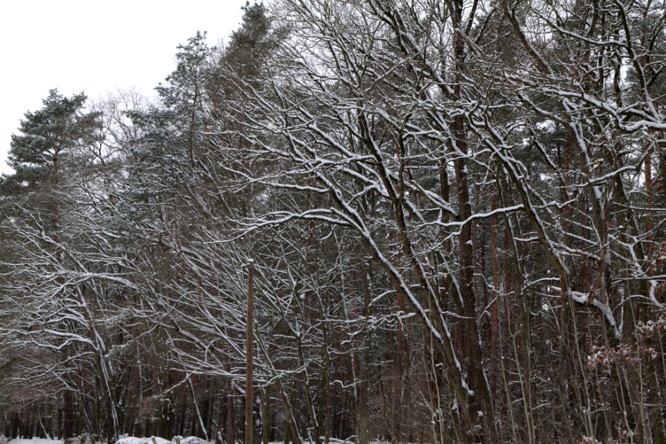 Hennigsdorfer Neuendorfer Heide with snow 2021-02-09 06