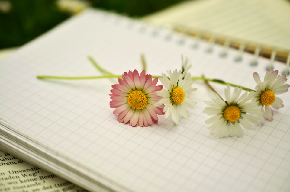 Paper blank pages write