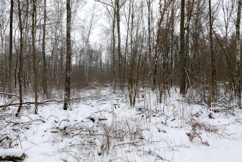 Hennigsdorfer Neuendorfer Heide with snow 2021-02-09 35