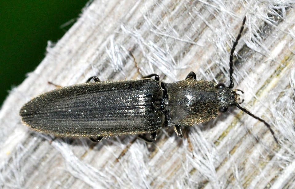 Hemicrepidius-niger-06-fws