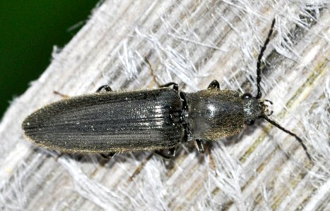 Hemicrepidius-niger-06-fws