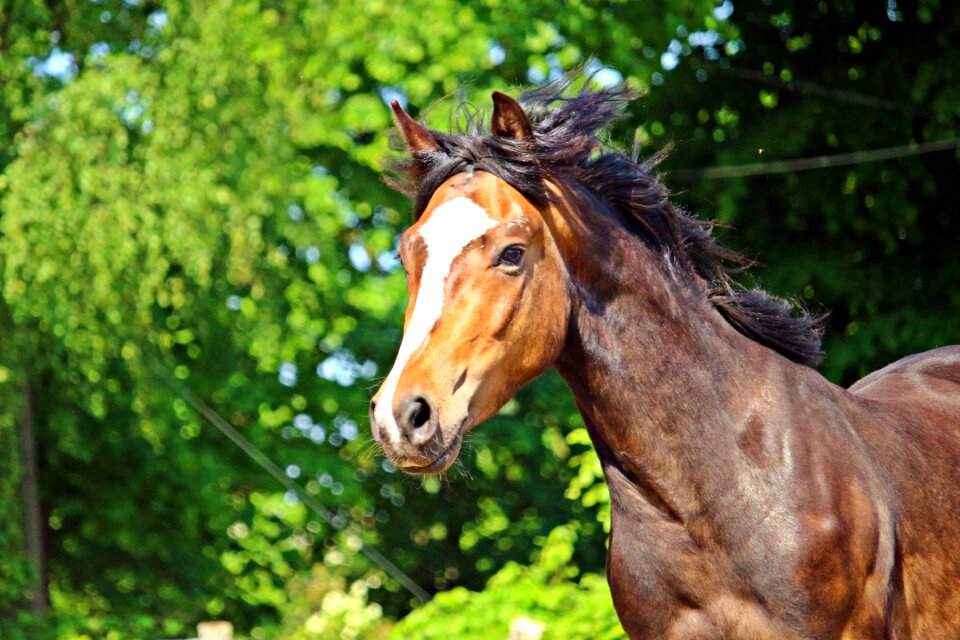 Pony brown horse head