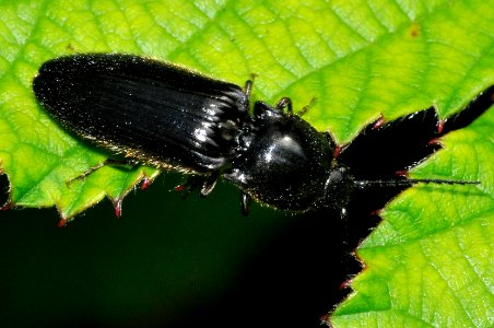 Hemicrepidius-niger-09-fws