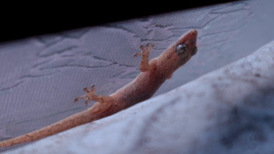 Hemidactylus frenatus (Common House Gecko) 3