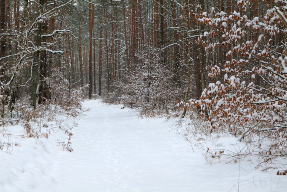 Hennigsdorfer Neuendorfer Heide with snow 2021-02-09 17