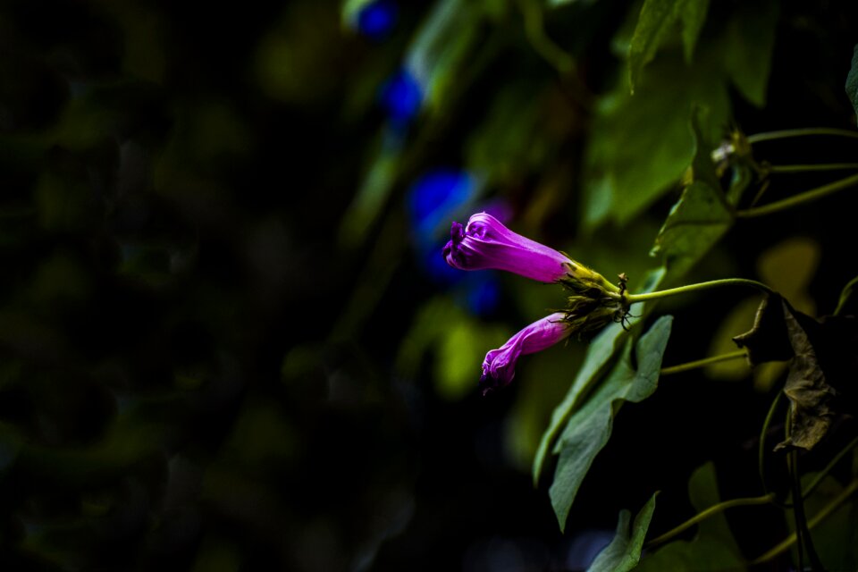 Purple violet green