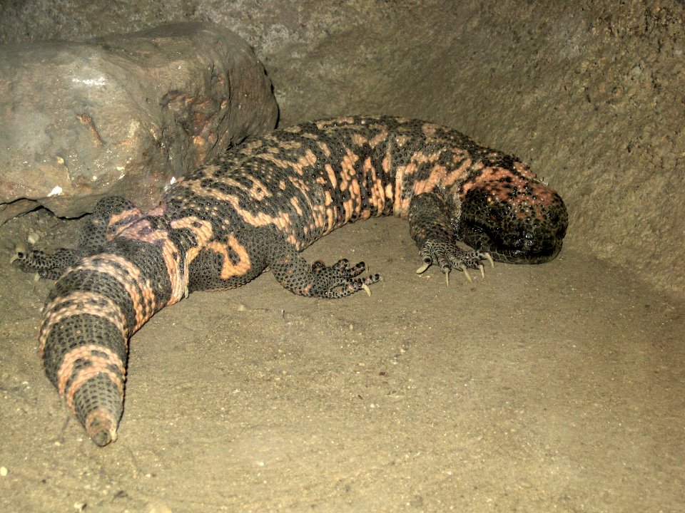 Heloderma suspectum (Gila monster), Burgers Zoo, Arnhem, the Netherlands