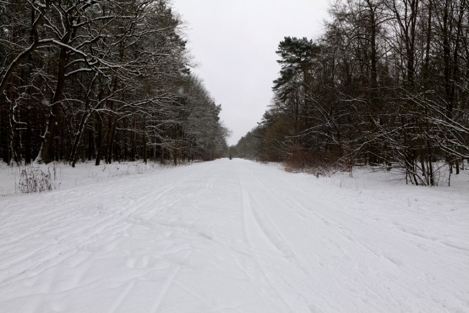 Hennigsdorfer Neuendorfer Heide with snow 2021-02-09 08