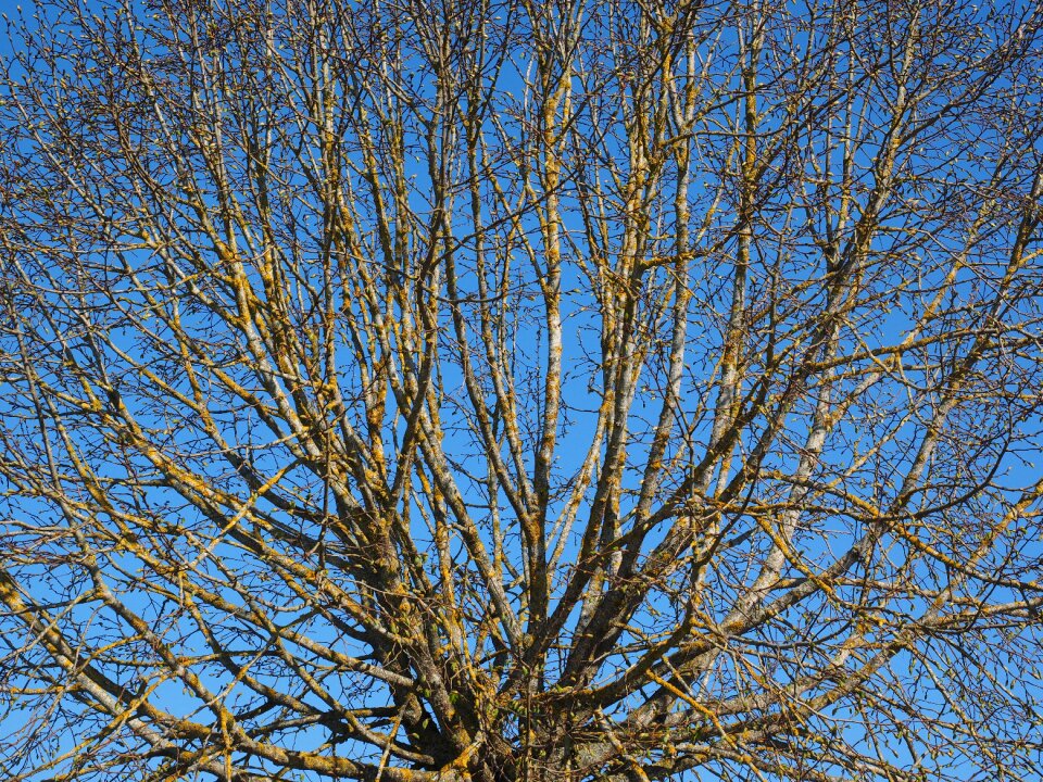 Elm aesthetic globose