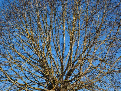Elm aesthetic globose