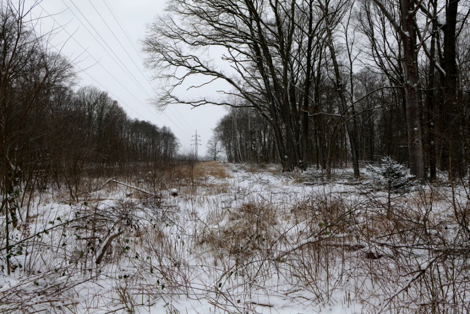 Hennigsdorfer Neuendorfer Heide with snow 2021-02-09 53