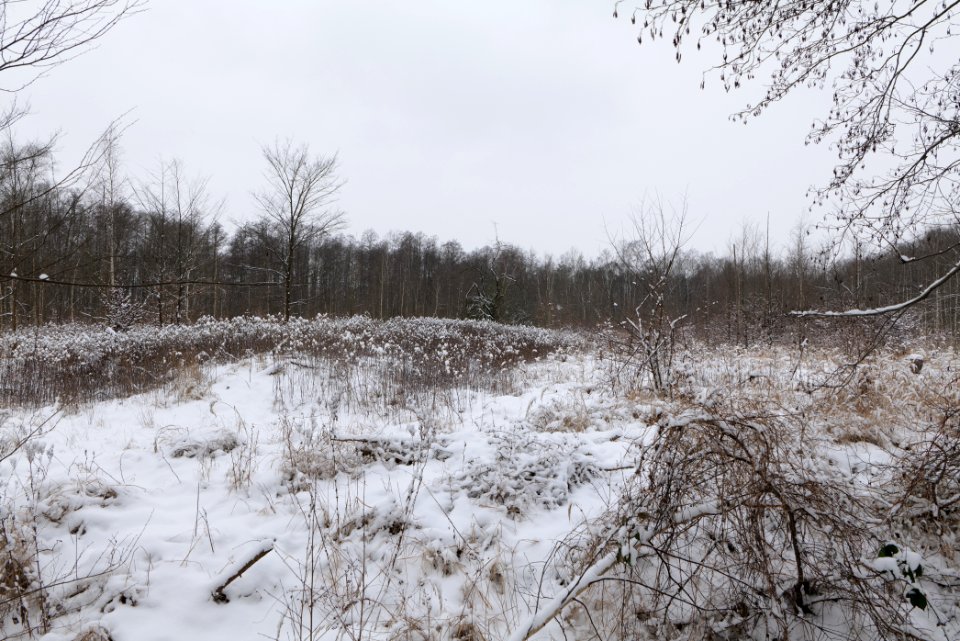 Hennigsdorfer Neuendorfer Heide with snow 2021-02-09 46