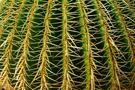 Cactus plant pointed photo