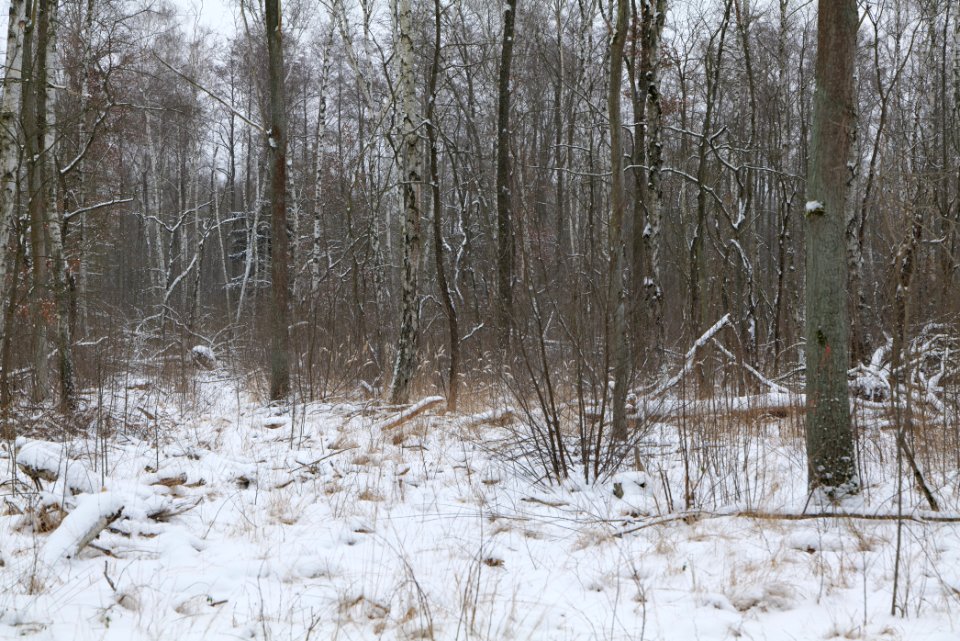 Hennigsdorfer Neuendorfer Heide with snow 2021-02-09 32