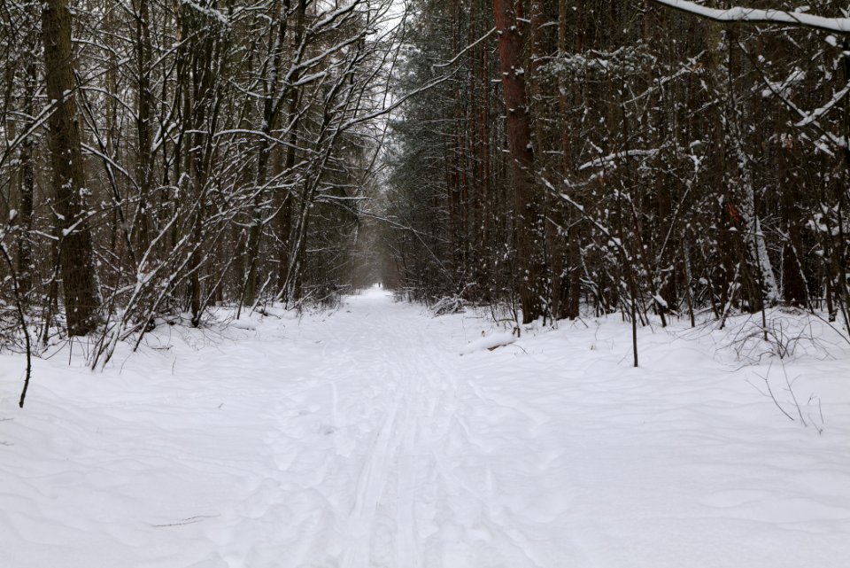 Hennigsdorfer Neuendorfer Heide with snow 2021-02-09 82