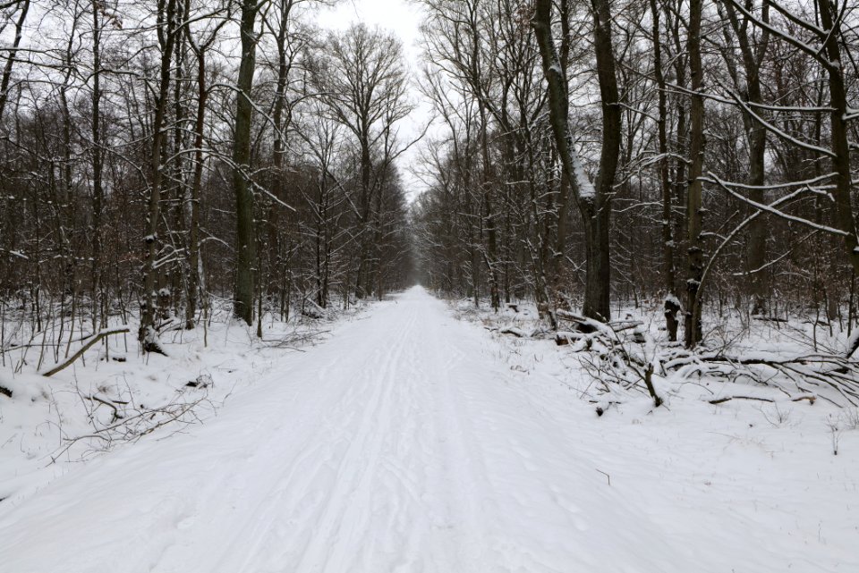 Hennigsdorfer Neuendorfer Heide with snow 2021-02-09 73