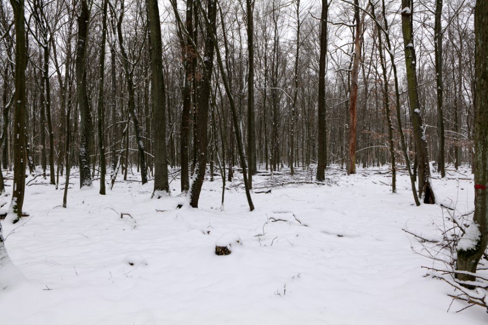 Hennigsdorfer Neuendorfer Heide with snow 2021-02-09 58