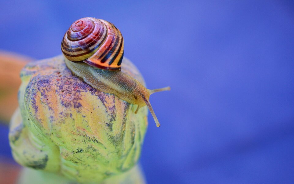 Reptile mollusk crawl