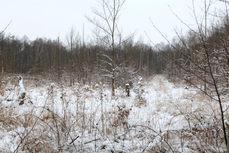 Hennigsdorfer Neuendorfer Heide with snow 2021-02-09 45