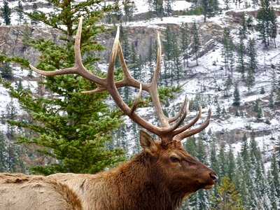 Male wilderness wildlife
