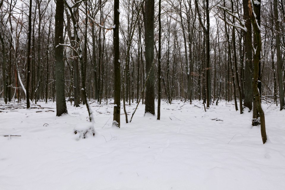 Hennigsdorfer Neuendorfer Heide with snow 2021-02-09 55
