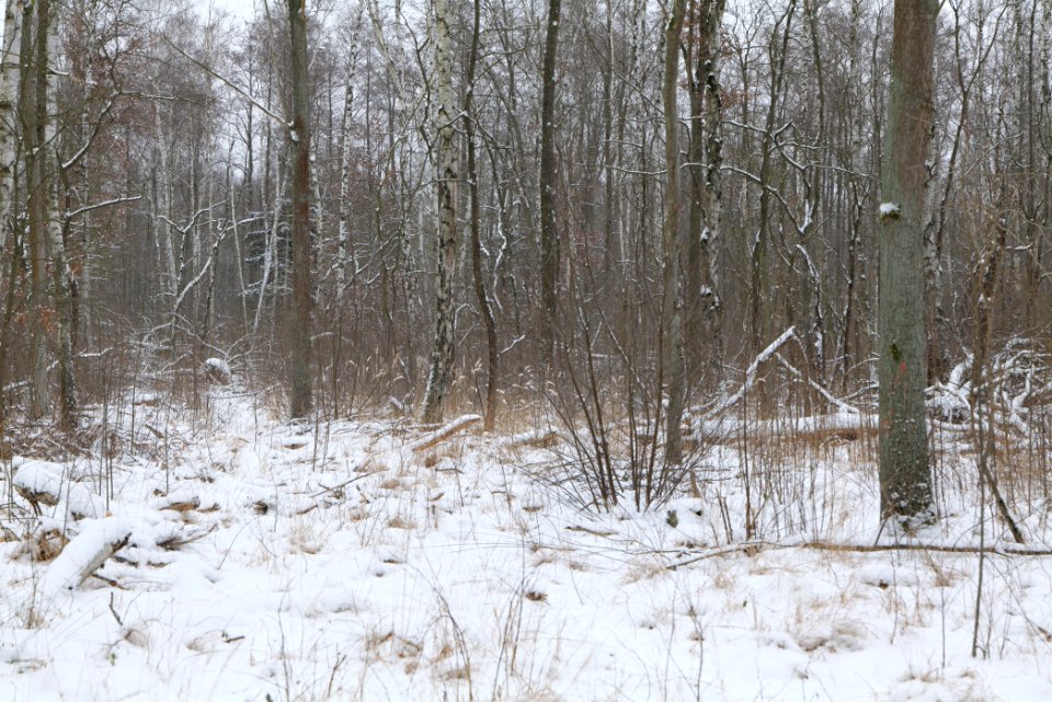 Hennigsdorfer Neuendorfer Heide with snow 2021-02-09 31