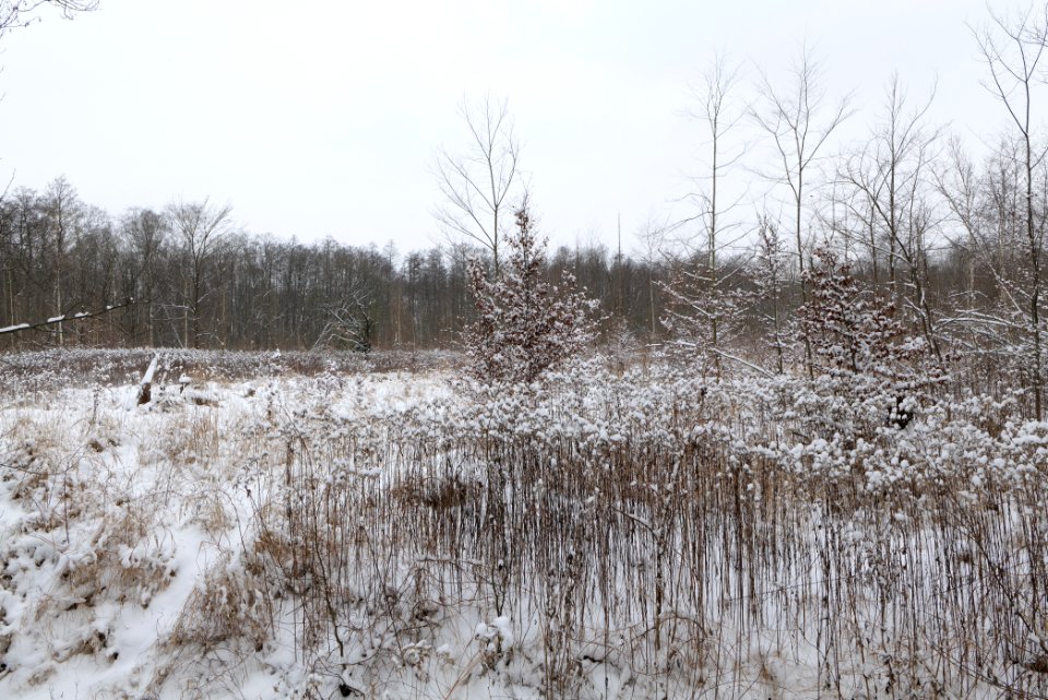 Hennigsdorfer Neuendorfer Heide with snow 2021-02-09 43