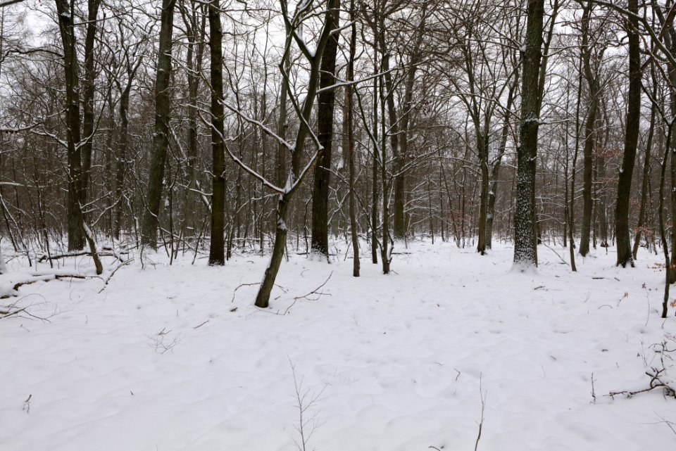 Hennigsdorfer Neuendorfer Heide with snow 2021-02-09 83