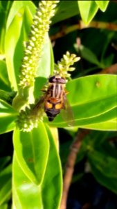 Helophilus antipodus